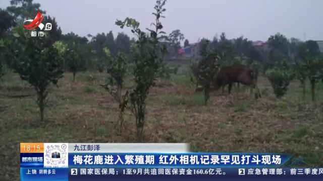 九江彭泽：梅花鹿进入繁殖期 红外相机记录罕见打斗现场