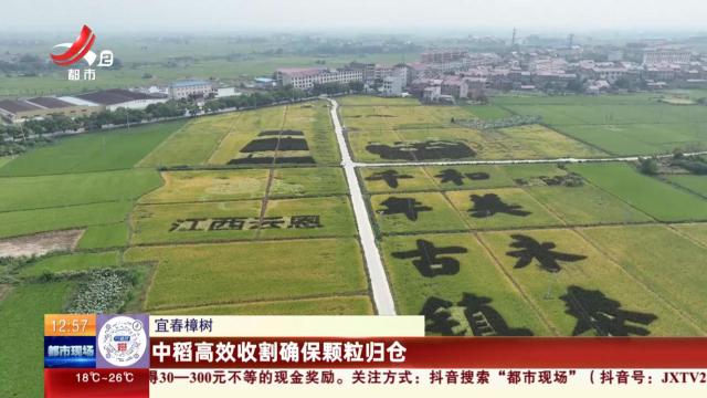宜春樟树：中稻高效收割确保颗粒归仓