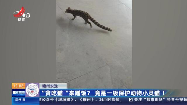 赣州安远：“贪吃猫”来蹭饭？ 竟是一级保护动物小灵猫！