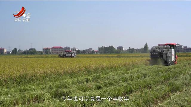 三农头条20241025