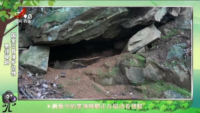 绿野秘踪20241003