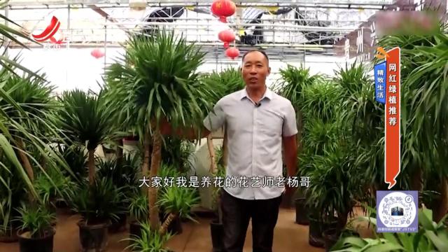 精致生活：网红绿植推荐