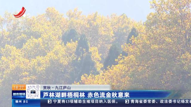 【赏秋】九江庐山：芦林湖畔梧桐林 赤色流金秋意来