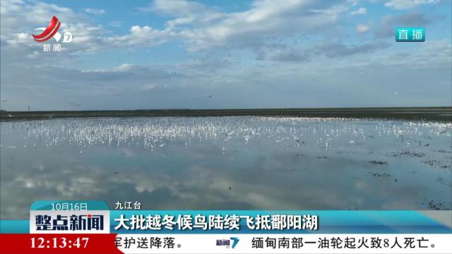 大批越冬候鸟陆续飞抵鄱阳湖