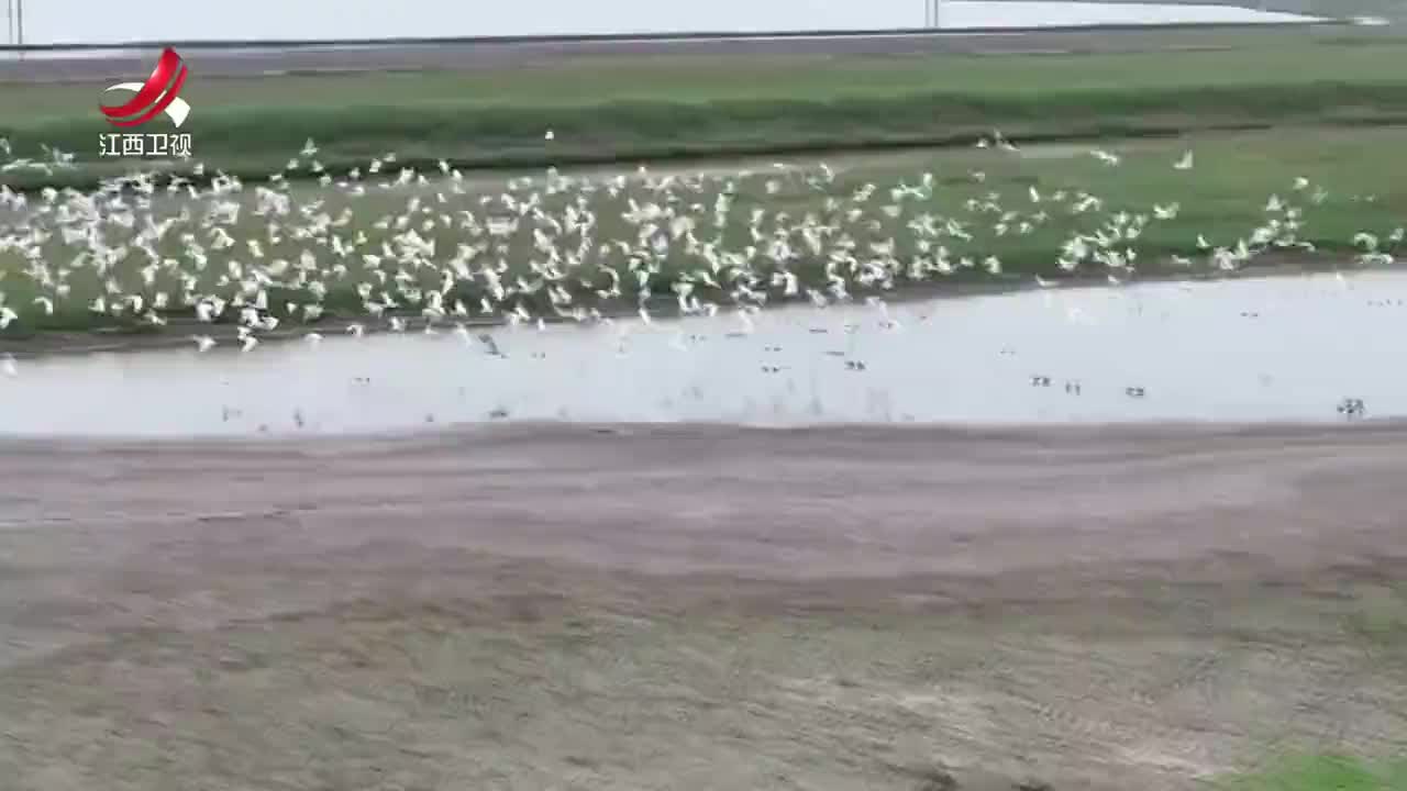3万羽越冬候鸟抵达鄱阳湖南矶湿地保护区