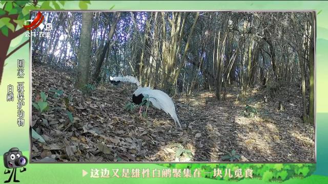 绿野秘踪20241014