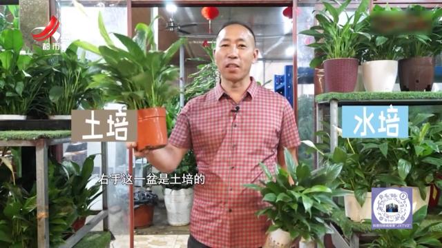 精致生活——一帆风顺是水培好还是土培好