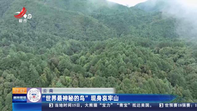 云南：“世界最神秘的鸟”现身哀牢山