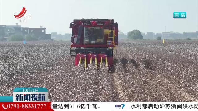 遍地棉白映丰收 江西29万亩棉花进入采摘季