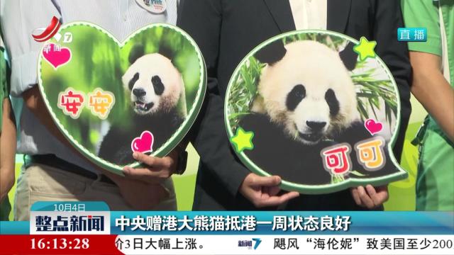 中央赠港大熊猫抵港一周状态良好