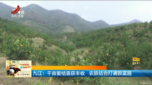 九江：千亩蜜桔喜获丰收 农旅结合打通致富路