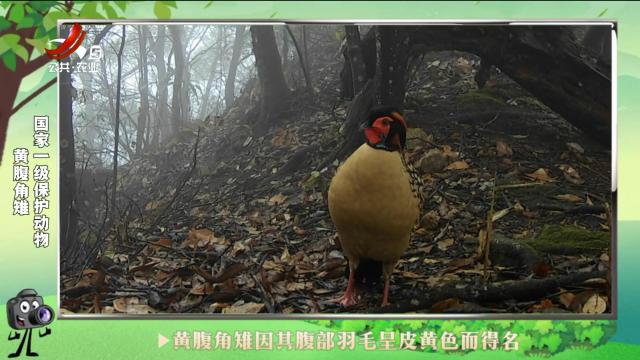 绿野秘踪20241022
