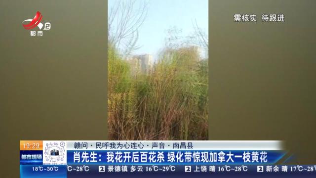 【赣问·民呼我为心连心·声音·南昌县】肖先生：我花开后百花杀 绿化带惊现加拿大一枝黄花