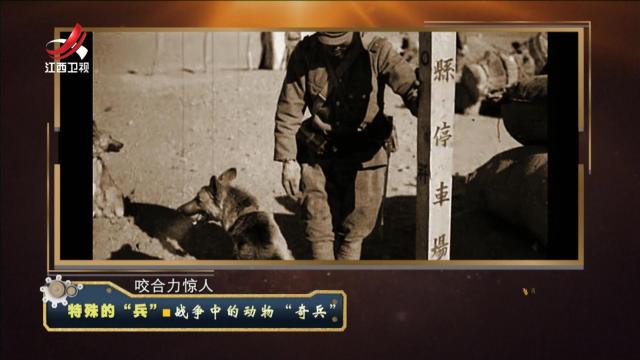 经典传奇20241009 特殊的“兵”·战争中的动物“骑兵”
