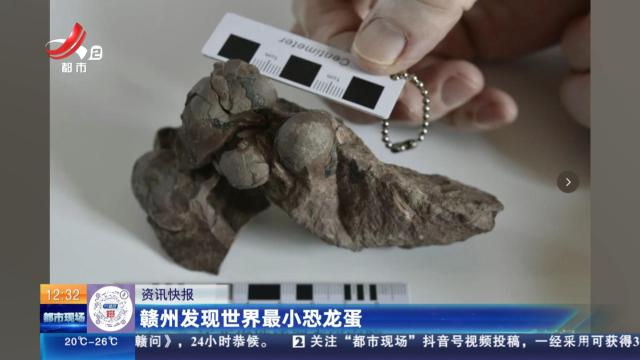 赣州发现世界最小恐龙蛋