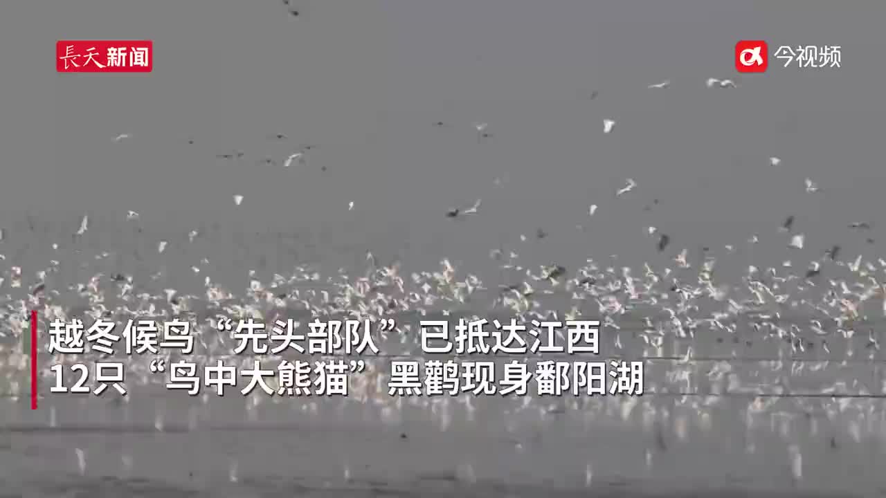 越冬候鸟“先头部队”飞抵江西“鸟中大熊猫”黑鹳现身鄱阳湖