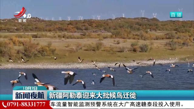 新疆阿勒泰迎来大批候鸟迁徙