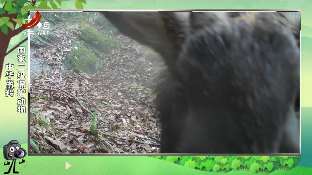 绿野秘踪205241013