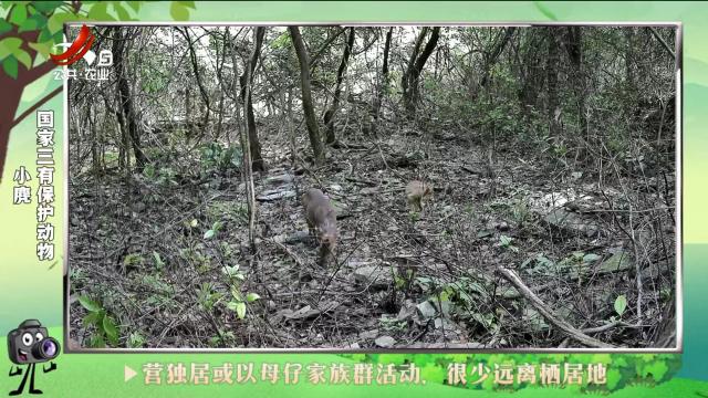 绿野秘踪20241015