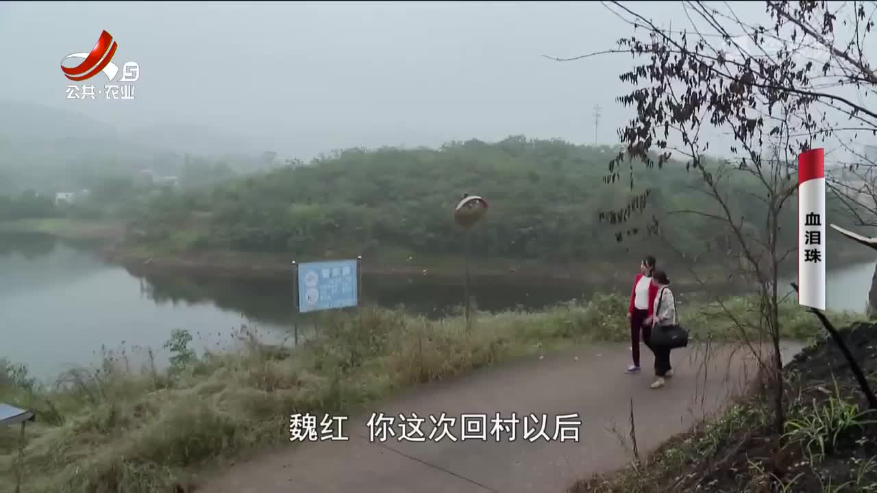 乡村栏目剧场20241018 血泪珠