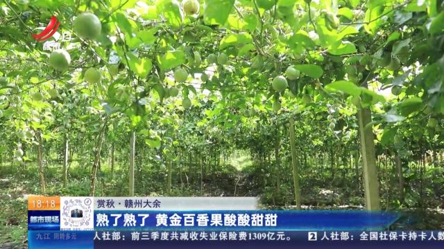 【赏秋】赣州大余：熟了熟了 黄金百香果酸酸甜甜