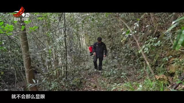 美丽江西在行动20241027 阳际峰奇境探秘：生物宝藏 自然传奇