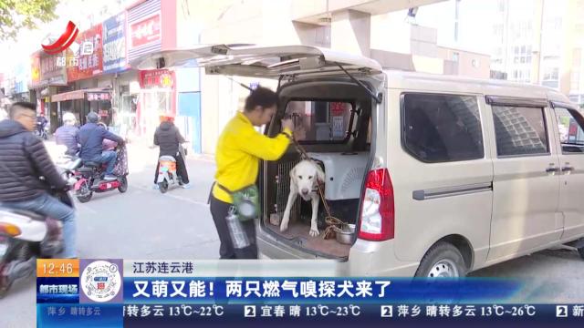 江苏连云港：又萌又能！ 两只燃气嗅探犬来了