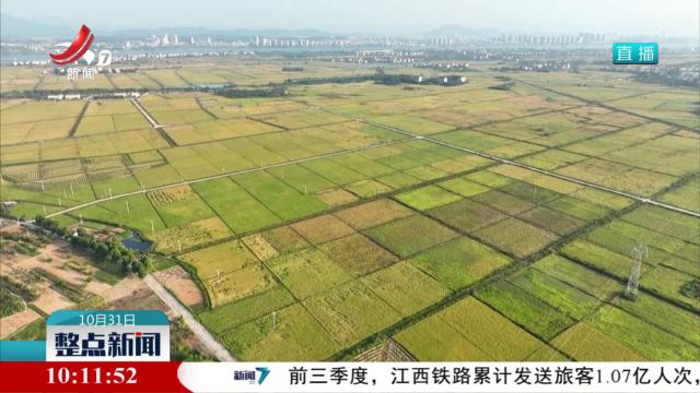 全省晚稻收割过半 粮食有序归仓