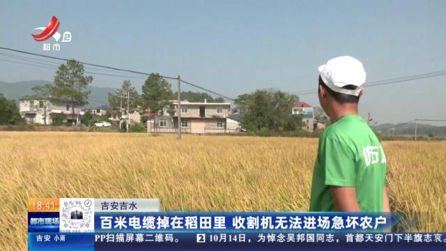 吉安吉水：百米电缆掉在稻田里 收割机无法进场急坏农户