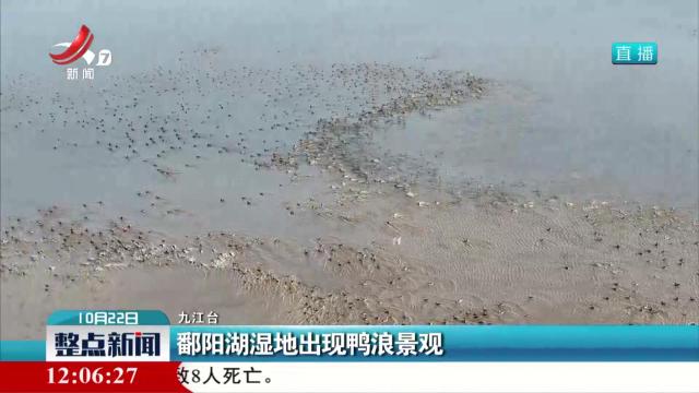 鄱阳湖湿地出现鸭浪景观