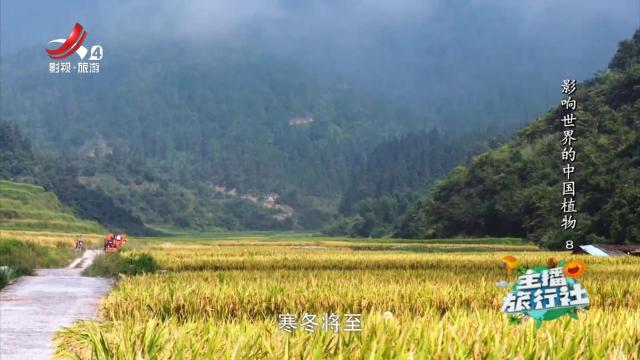 主播旅行社20241030 影响世界的中国植物8