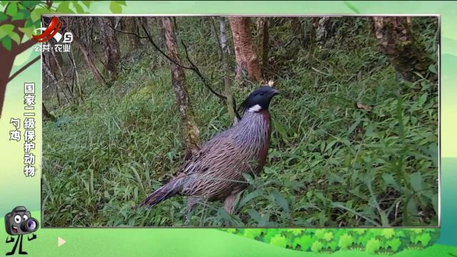 绿野秘踪20241024