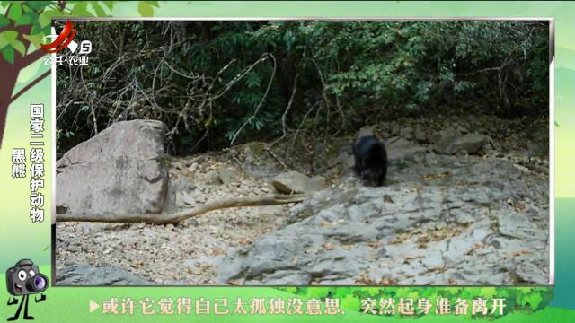 绿野秘踪20241027