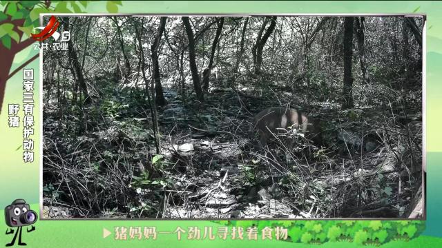 绿野秘踪20241019