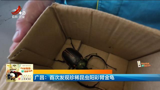 广昌：首次发现珍稀昆虫阳彩臂金龟