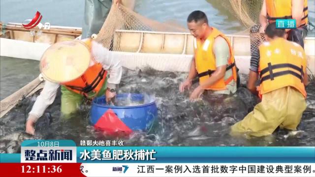 【赣鄱大地喜丰收】水美鱼肥秋捕忙