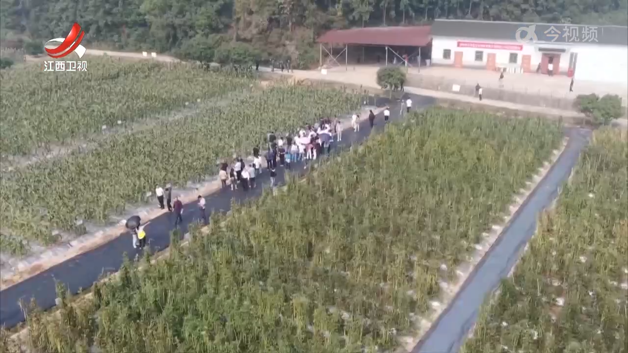 江西省区域性蔬菜引种筛选示范现场观摩会举行