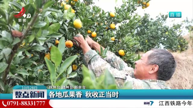 各地瓜果香 秋收正当时
