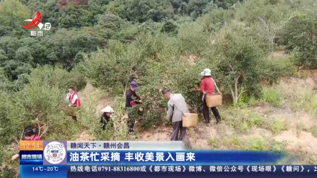 【赣闻天下】赣州会昌：油茶忙采摘 丰收美景入画来