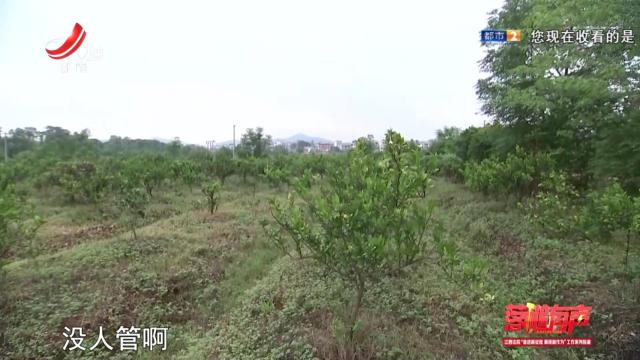 落槌有声20241021 红土地上的“轻骑兵”