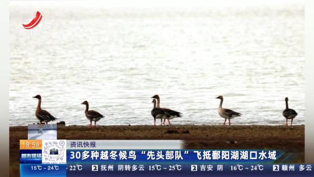 30多种越冬候鸟“先头部队”飞抵鄱阳湖湖口水域