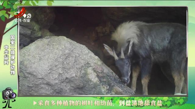 绿野秘踪20241025