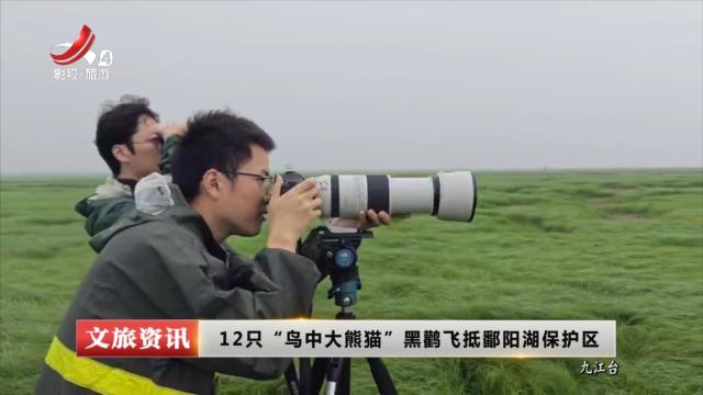 12只“鸟中大熊猫”黑鹳飞抵鄱阳湖保护区