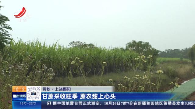 【赏秋】上饶鄱阳：甘蔗采收旺季 蔗农甜上心头