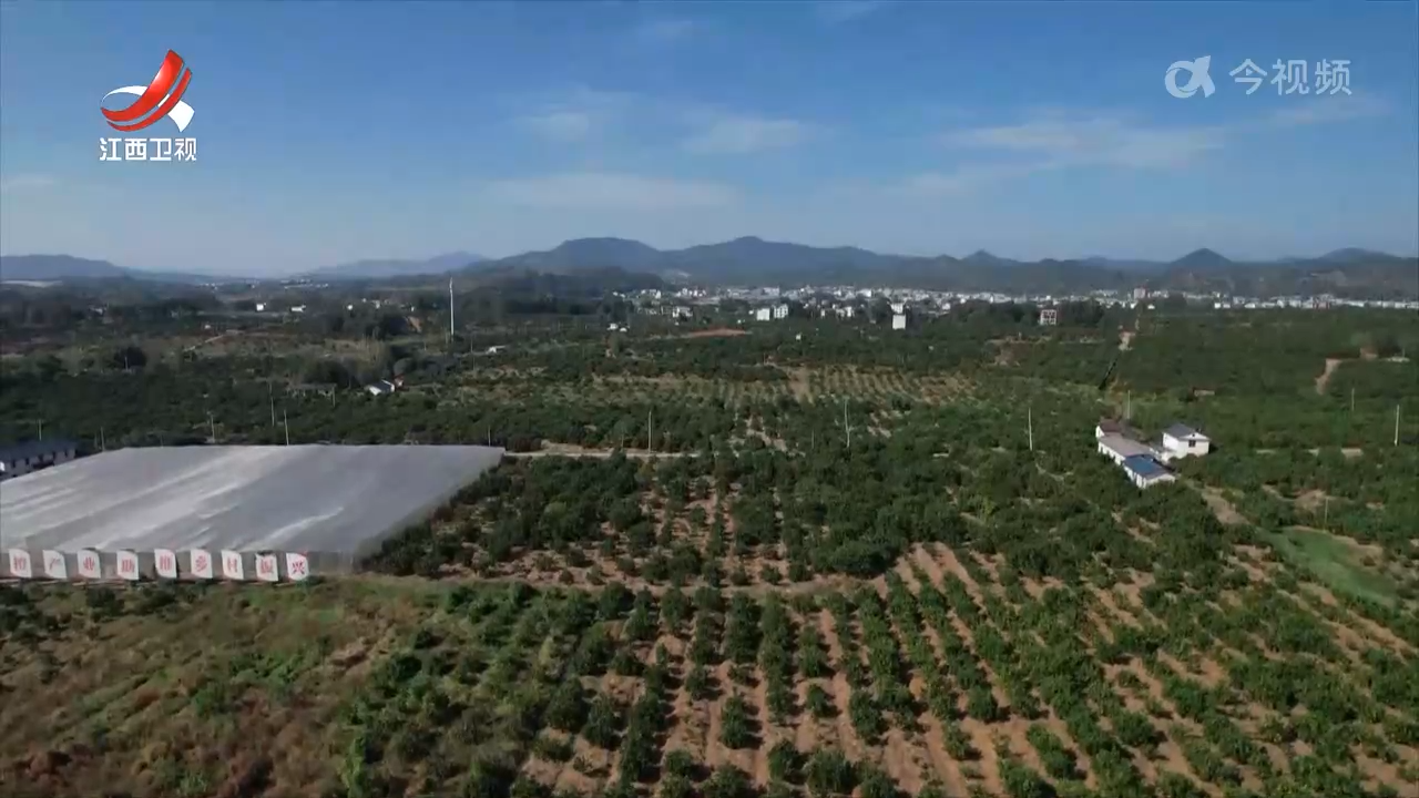 【赣鄱大地喜丰收】“橙”就致富好“丰”景