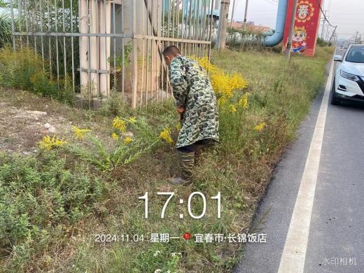 “加拿大一枝黄花”入侵万载，速举报！