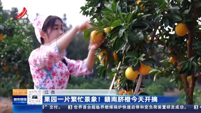江西：果园一片繁忙景象！赣南脐橙今天开摘