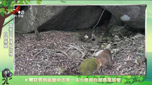 绿野秘踪20241121