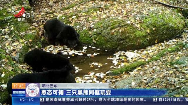 湖北巴东：憨态可掬 三只黑熊同框玩耍