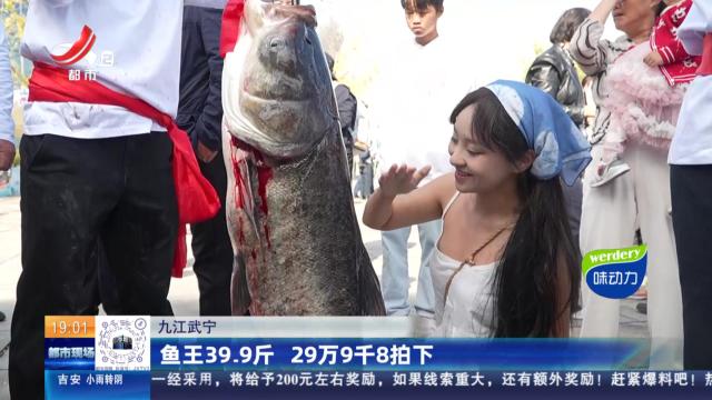 九江武宁：鱼王39.9斤 29万9千8拍下